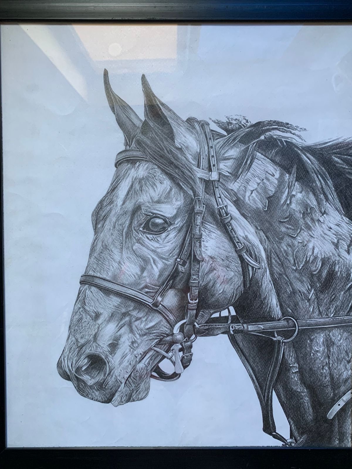 Graphite Pencil Sketch of a Horse