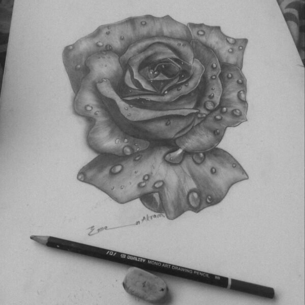 Realistic Pencil Sketch of a Rose
